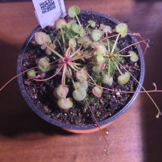 Photo of the plant species Pink Sundew by @CrispSeacampion named Harmony on Greg, the plant care app