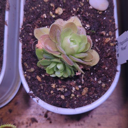 Photo of the plant species Weser Butterwort by @CrispSeacampion named Gates on Greg, the plant care app