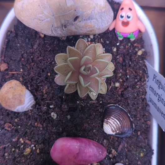 Photo of the plant species Pinguicula emarginata by @CrispSeacampion named Homer on Greg, the plant care app