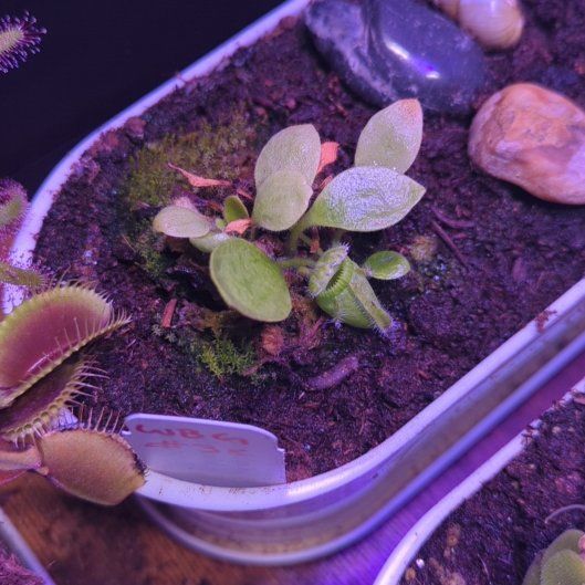 Photo of the plant species Australian Pitcher Plant by @CrispSeacampion named Fernie Mercury on Greg, the plant care app