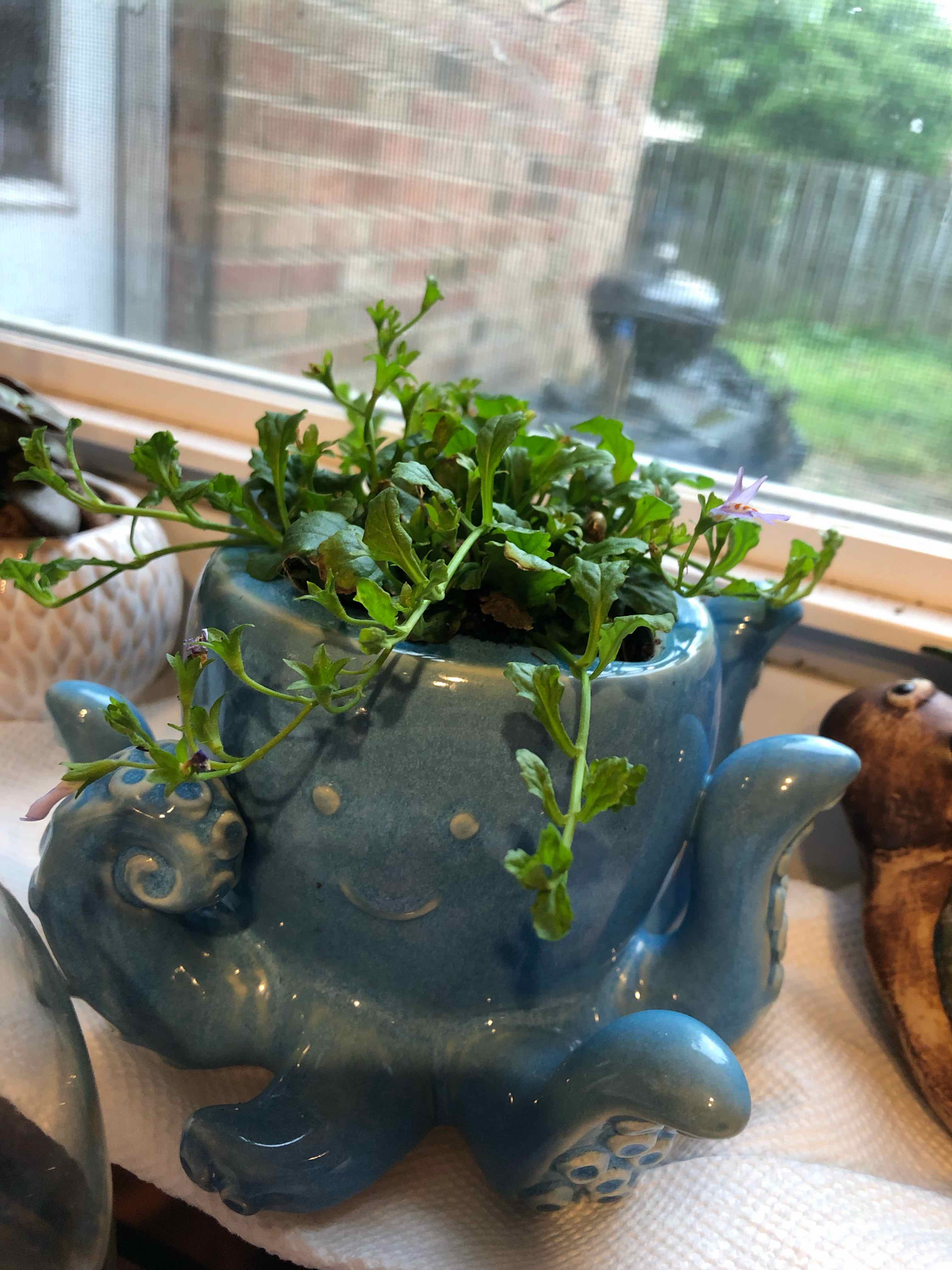 Plant care for Baby Jump-Up on Greg, the plant care app