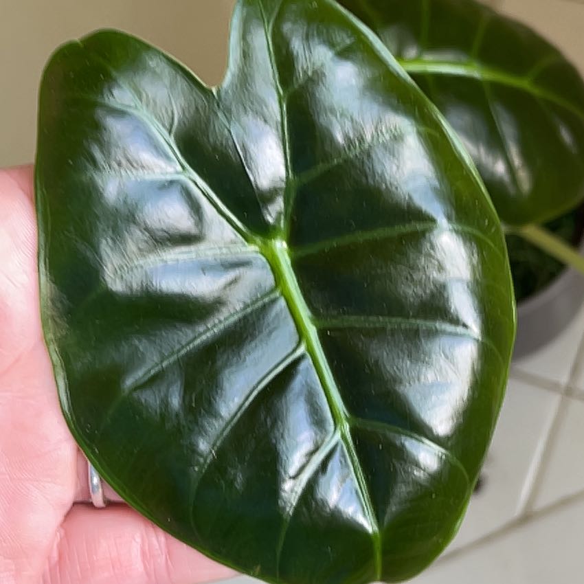 Photo of the plant species Red Cuprea by @UltraFrogbit56 named Zion on Greg, the plant care app