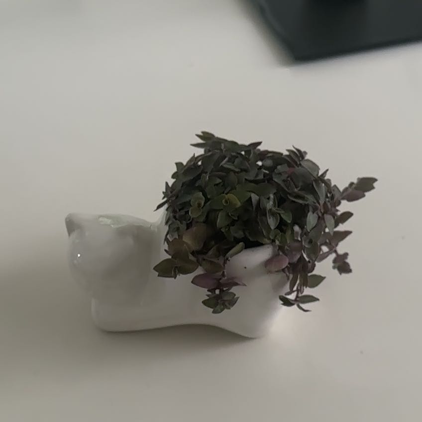 Photo of the plant species Turtle Vine by @AffluentKaro named Osmo on Greg, the plant care app