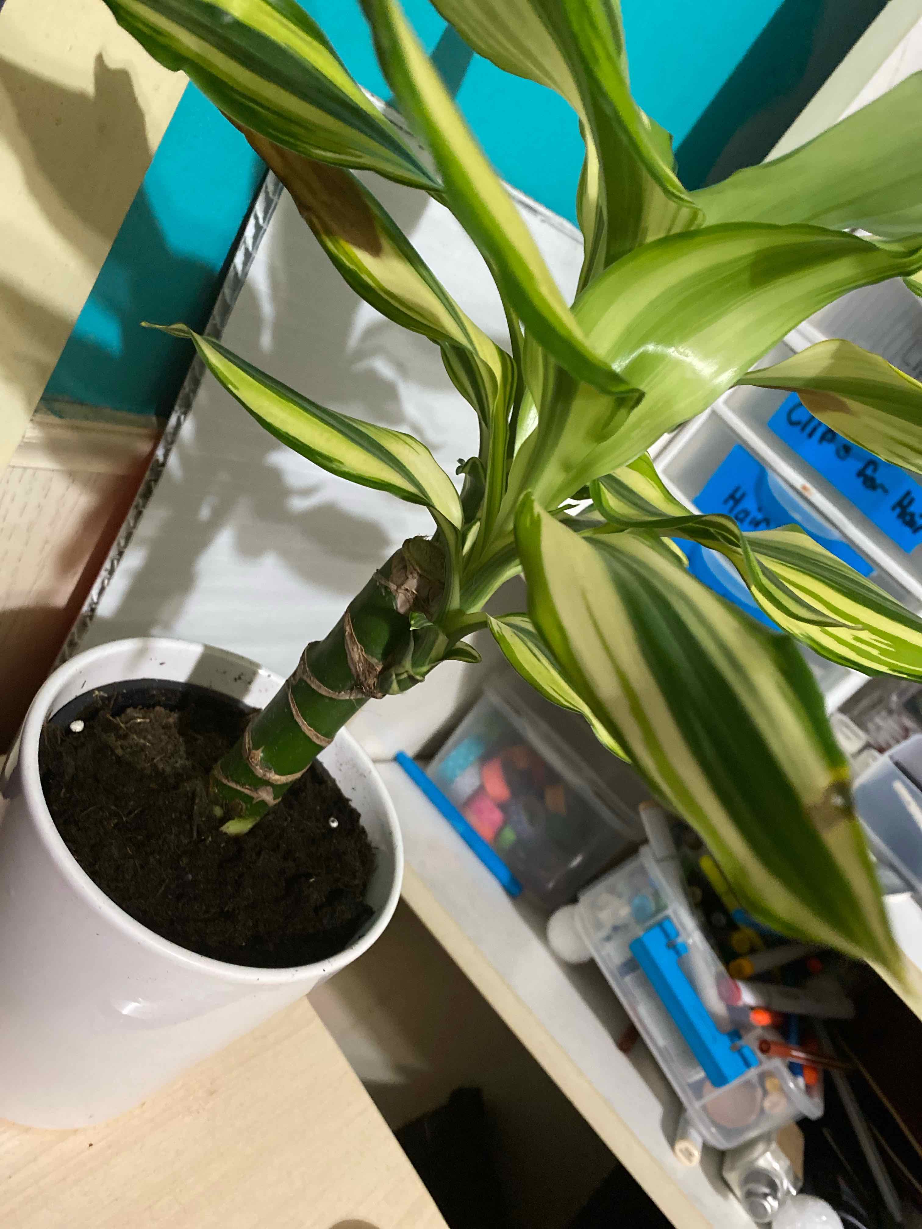 Dracaena 'Sted Sol Cane' plant in a white pot with vibrant green and white striped leaves.