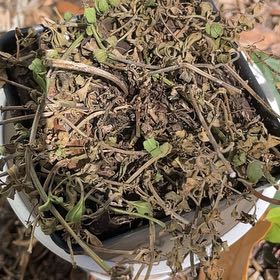 Photo of the plant species Turkey Tangle Frogfruit by @ValidBlueelf75 named Drake on Greg, the plant care app