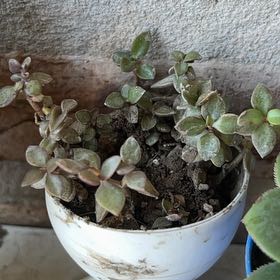 Photo of the plant species Variegated 'Isabella' by @HotshotLuckynut named Peter Parker on Greg, the plant care app