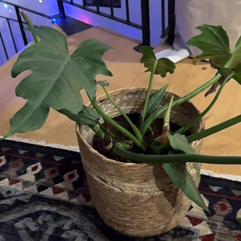 Photo of the plant species Philodendron lacerum by @ManyMangotree named Diana on Greg, the plant care app