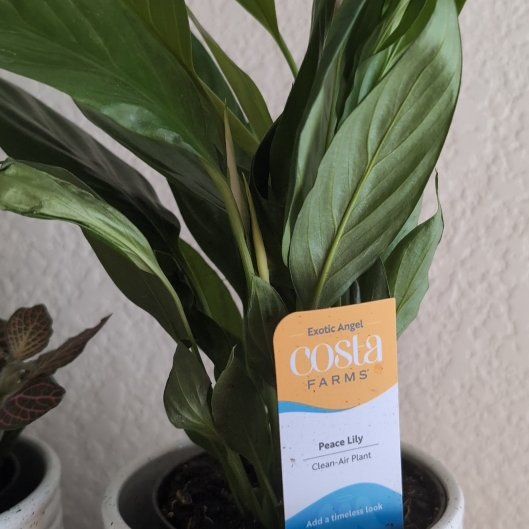 Photo of the plant species White Peace Lily by @NiceSmoothsumac named Scarlett on Greg, the plant care app