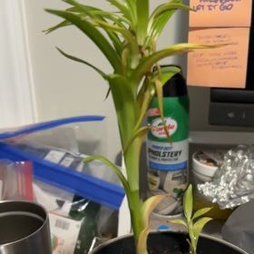 Photo of the plant species Forever Susan Asiatic Lily by @TopCaleypea51 named Scarlett on Greg, the plant care app