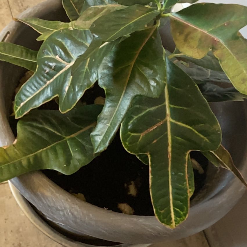 Photo of the plant species Croton by @OpenlyApplemint named Fernie Saunders on Greg, the plant care app