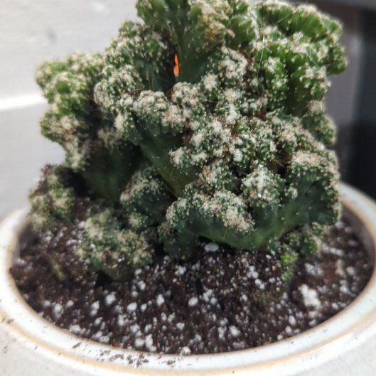 Plant care for Vatricania guentheri on Greg, the plant care app