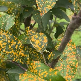 Photo of the plant species Ambrosia Apple Tree by @KeyCorkelm33 named Robert Plant on Greg, the plant care app