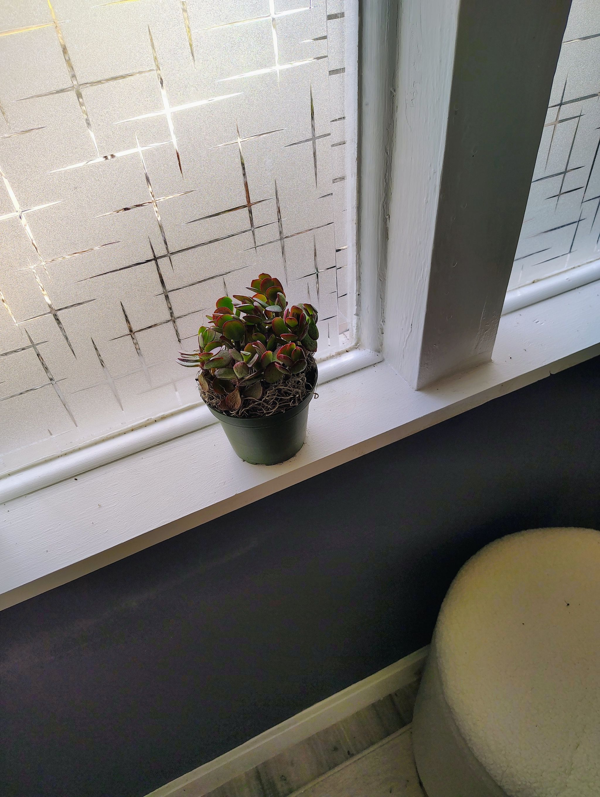 Photo of the plant species Jade.plant by @ManyDonkeyears named Sunset Jade on Greg, the plant care app