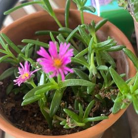 Photo of the plant species Purple Ice Plant by Angela named Ice Cube on Greg, the plant care app
