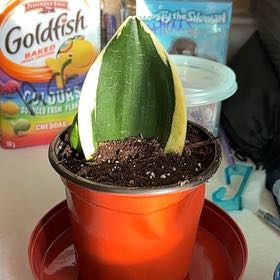 Photo of the plant species Sanseveria Superba by @ClearPanamatree named Morgan Treeman on Greg, the plant care app