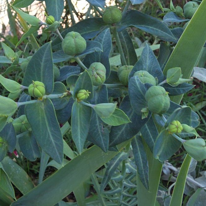 Photo of the plant species Euphorbia Lathyris by @GivingHindurope named Bruce Lee on Greg, the plant care app