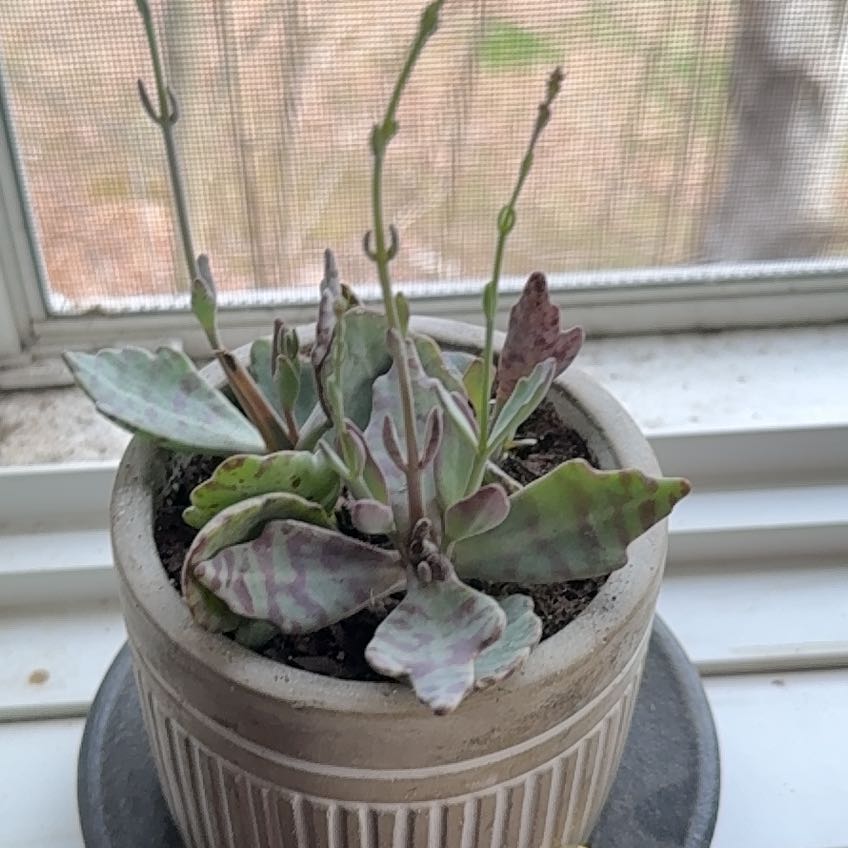 Photo of the plant species kalanchoe Partridge by @GemMyagrum70 named Treeyoncé on Greg, the plant care app