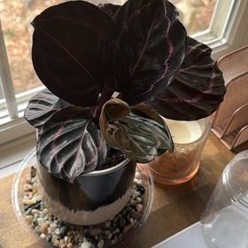 Photo of the plant species Black Rose Calathea by @GemMyagrum70 named Remington on Greg, the plant care app