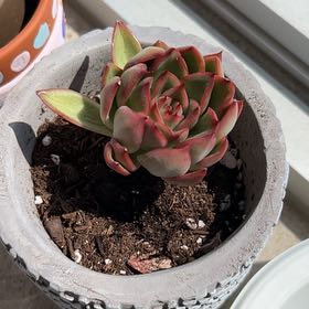 Photo of the plant species Echeveria agavoides 'Red Tip' by @FairWhitespruce named Sullivan on Greg, the plant care app