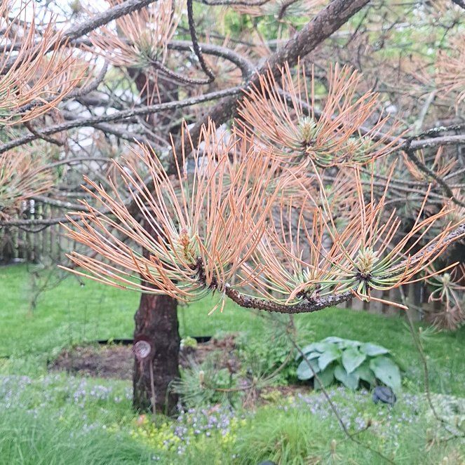 Photo of the plant species Scots Pine by @ZingyAloepepe named Xena on Greg, the plant care app