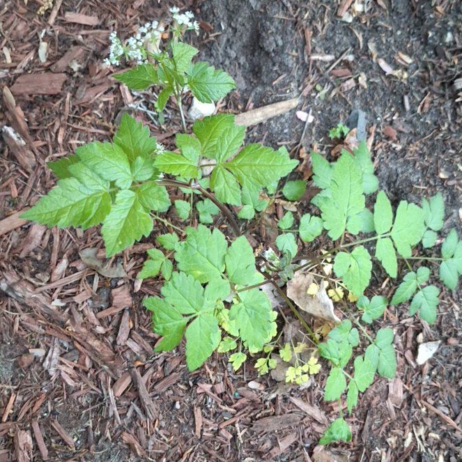 Photo of the plant species European Red Raspberry by @ZingyAloepepe named Elle on Greg, the plant care app