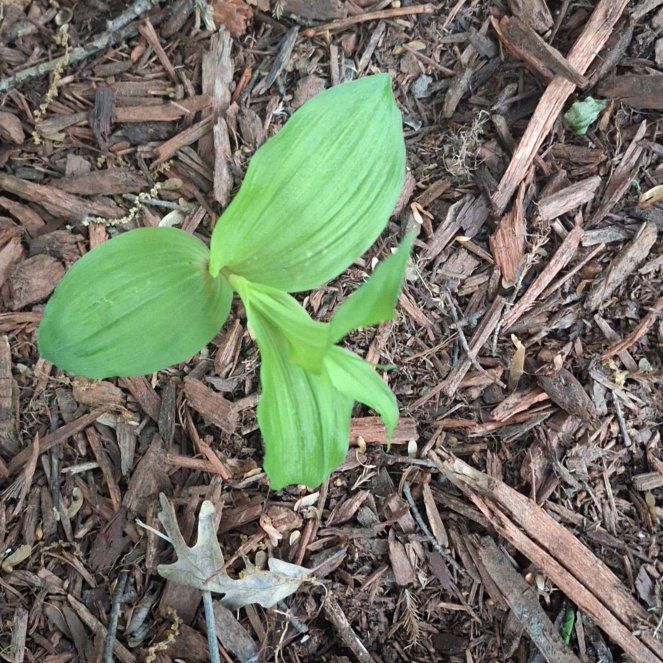Photo of the plant species Broad Helleborine by @ZingyAloepepe named Emerson on Greg, the plant care app