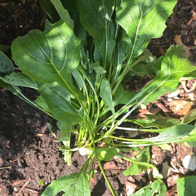 Photo of the plant species Beta Vulgaris by @ZingyAloepepe named Doja Cat on Greg, the plant care app