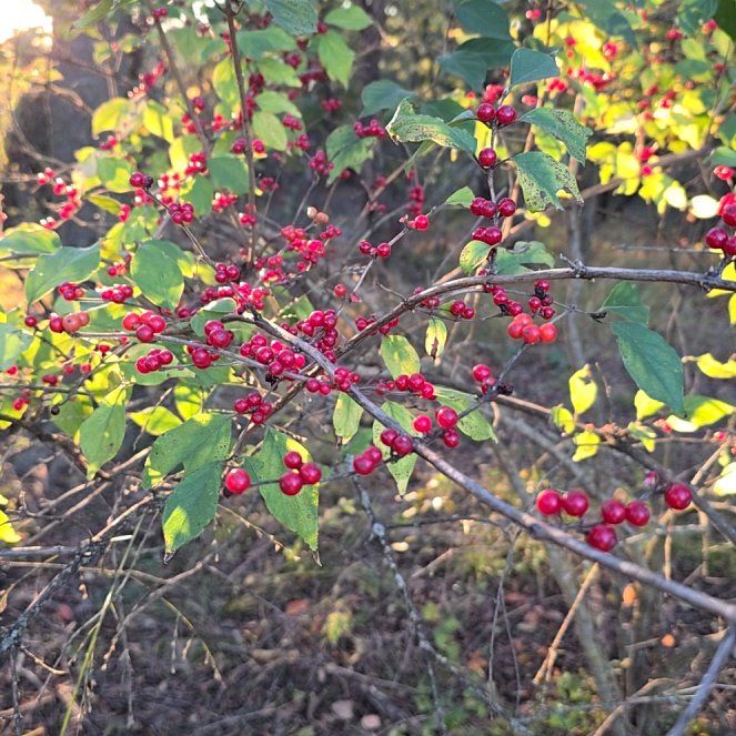 Photo of the plant species Winterberry by @ValidChinarose named Fernie Mac on Greg, the plant care app