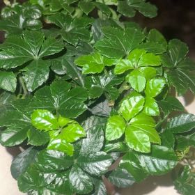 Photo of the plant species Virginia Creeper by @MrPoopybutthole named Doja Cat on Greg, the plant care app