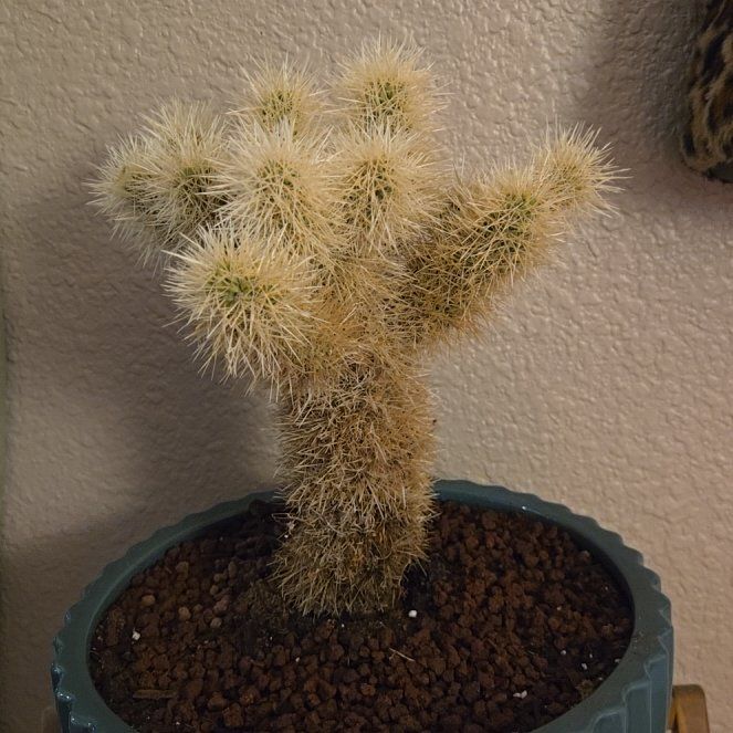 Photo of the plant species Teddy-Bear Cactus by @SensitiveMoss63 named Lebron on Greg, the plant care app