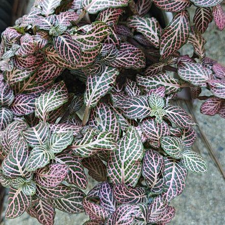 Photo of the plant species Pink Angel Fittonia by @DarlingCowpea named Harper on Greg, the plant care app