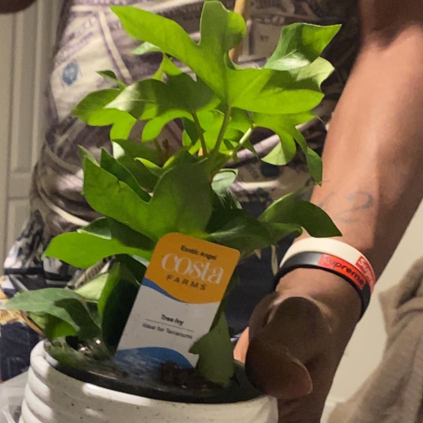 Osmo