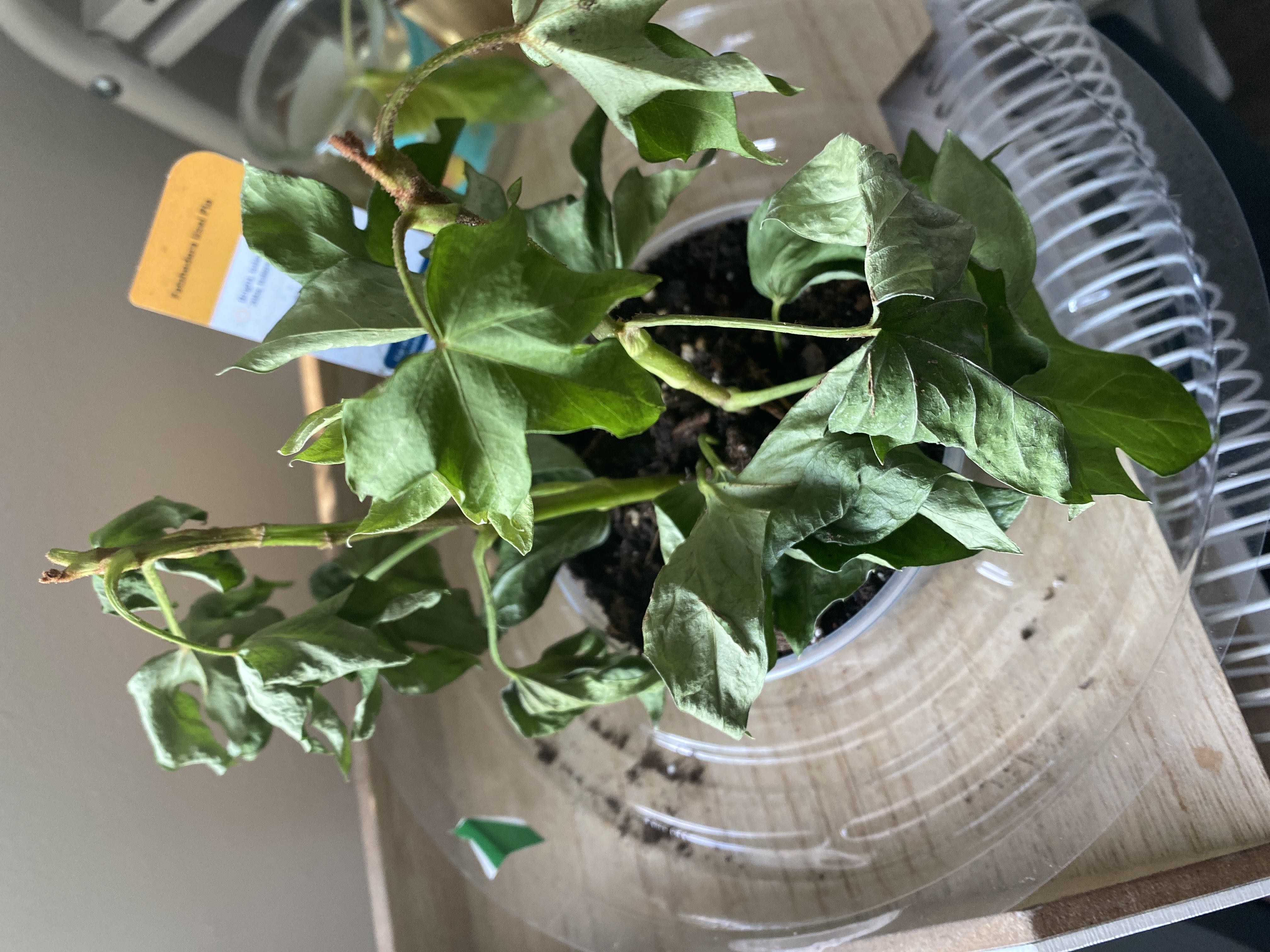 Photo from the post