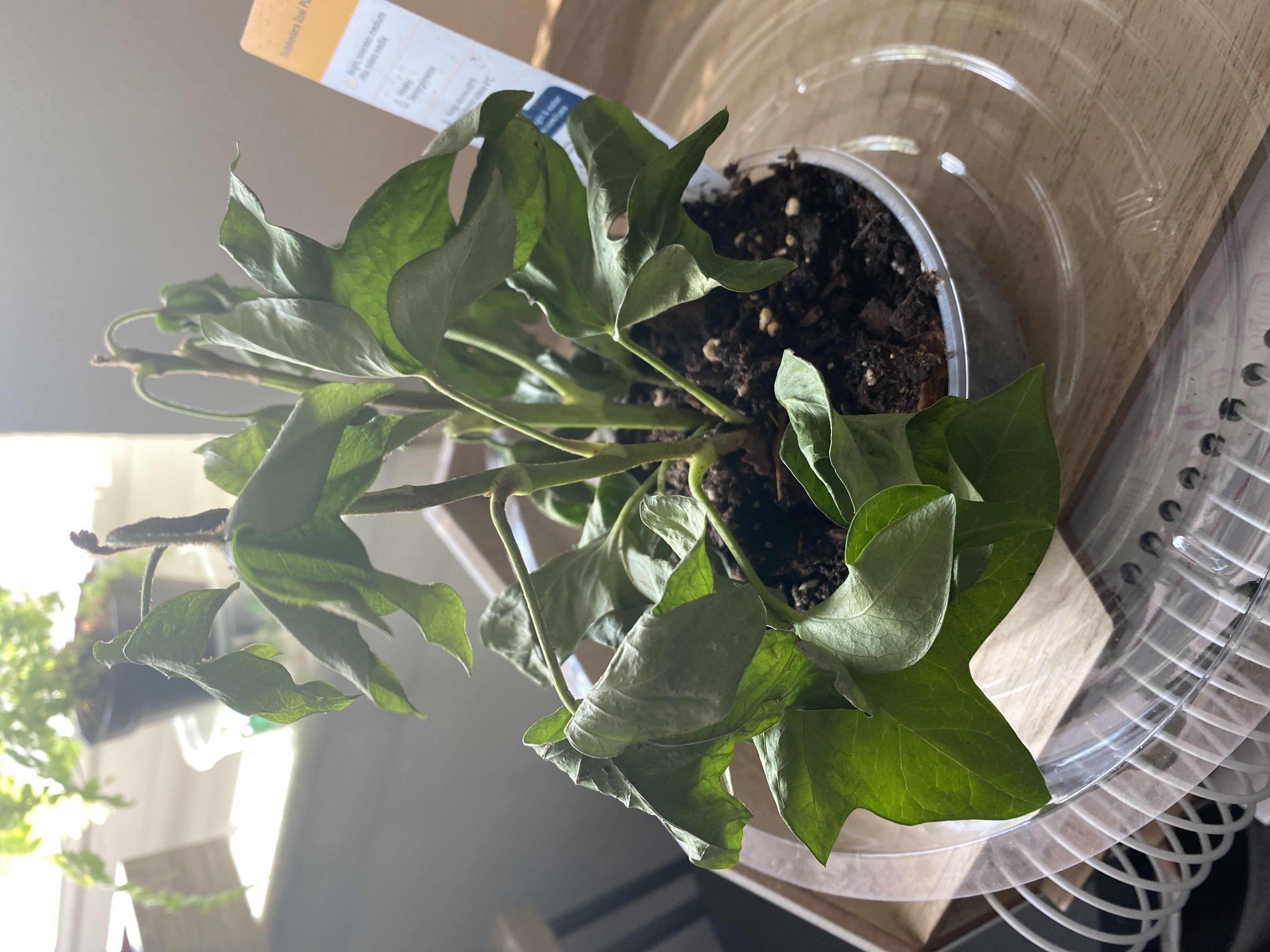Photo from the post