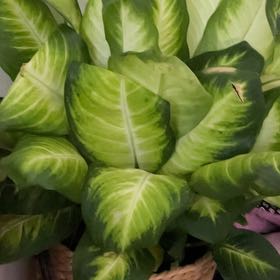 Photo of the plant species Dieffenbachia 'Tropic Marianne' by @DeanYumasandmat named Stripe on Greg, the plant care app