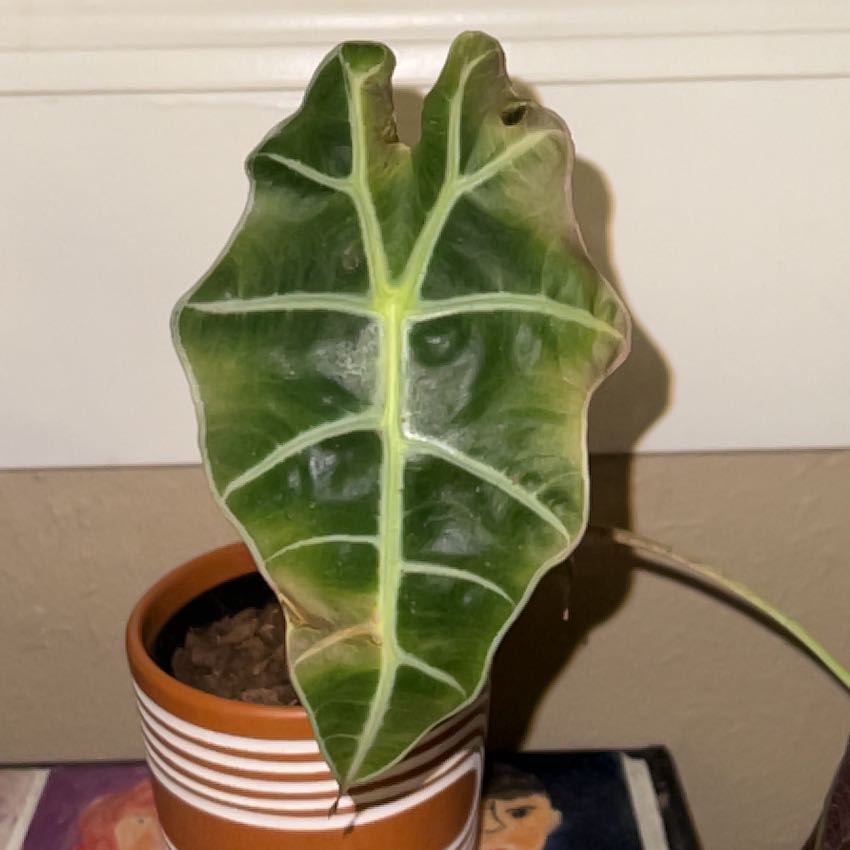 Photo of the plant species Alocacia by @SuaveBaybean named Keanu Leaves on Greg, the plant care app