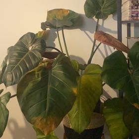 Photo of the plant species Philo Summer Glory by @KookyChamisa55 named Sigmund on Greg, the plant care app