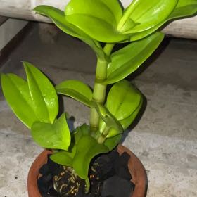 Photo of the plant species Dendrobium mussauense by @LordHoyasunrise named Osmo on Greg, the plant care app