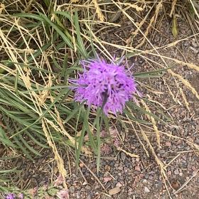 Photo of the plant species Plains Gayfeather by @BigZigzagclover named Captain Plant-it on Greg, the plant care app