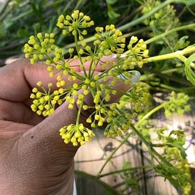 Photo of the plant species Common Fennel by @BigZigzagclover named Sir Plancelot on Greg, the plant care app