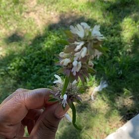Photo of the plant species Lemon Bergamot by @BigZigzagclover named Sigmund on Greg, the plant care app
