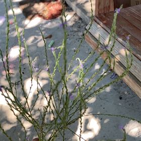 Photo of the plant species Texas Vervain by @BigZigzagclover named Marilyn on Greg, the plant care app