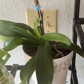 Photo of the plant species White Orchid by @BrainyCannalily named bloom god damnit on Greg, the plant care app