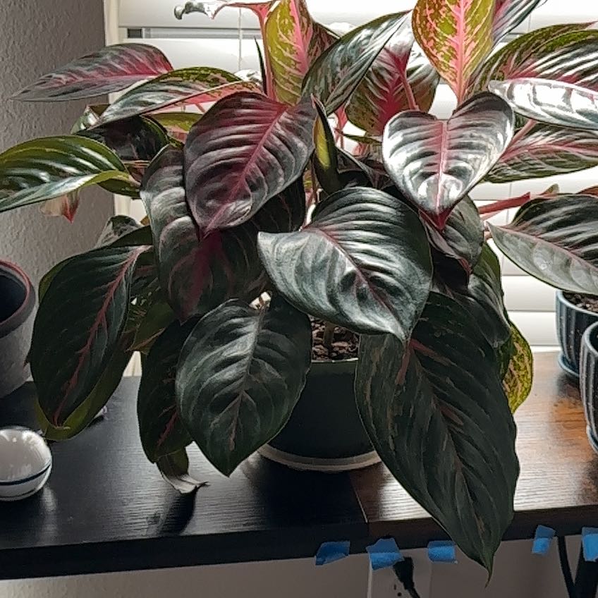 Photo of the plant species Chinese Evergreen 'Garnet Coltrane' by @CosmicBagpod18 named Leaf Erickson on Greg, the plant care app