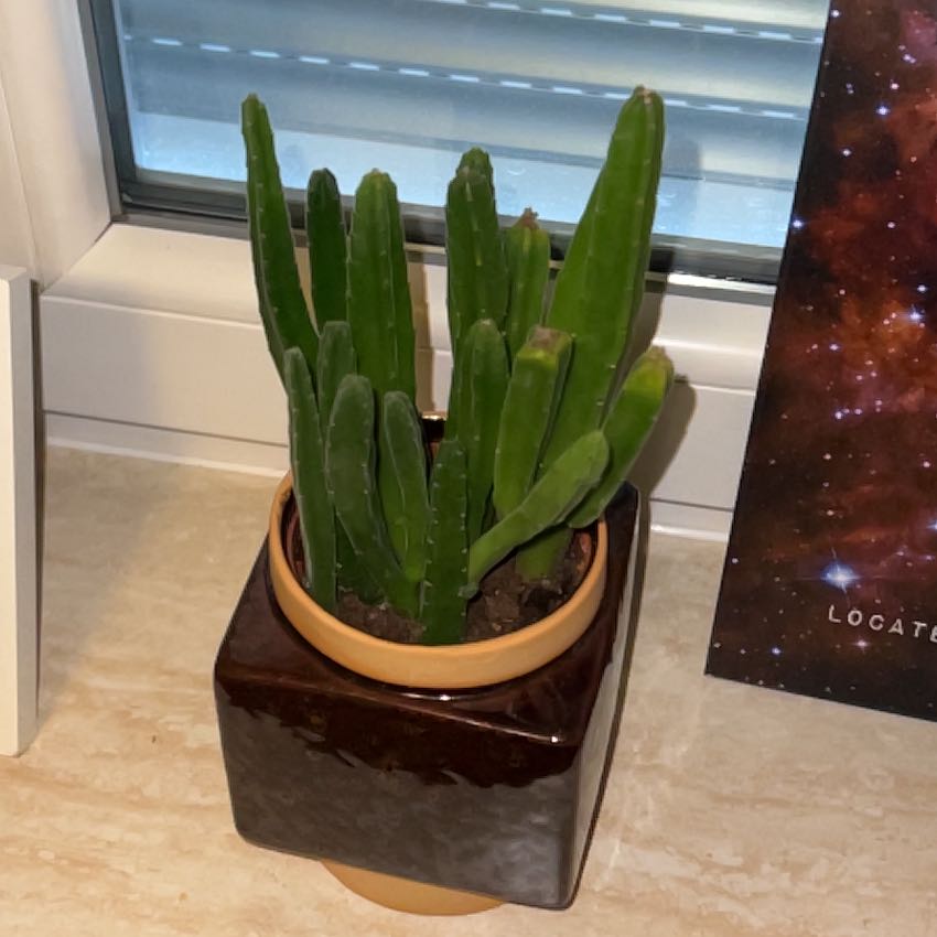 Carl the Caciti