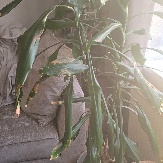 Photo of the plant species Dracaena Elegance by @DirectStarlotus named Kobe on Greg, the plant care app
