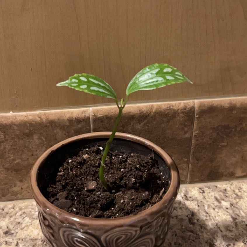Photo of the plant species Aluminum Plant by @Quiztaylor named AluminumLongLeg on Greg, the plant care app