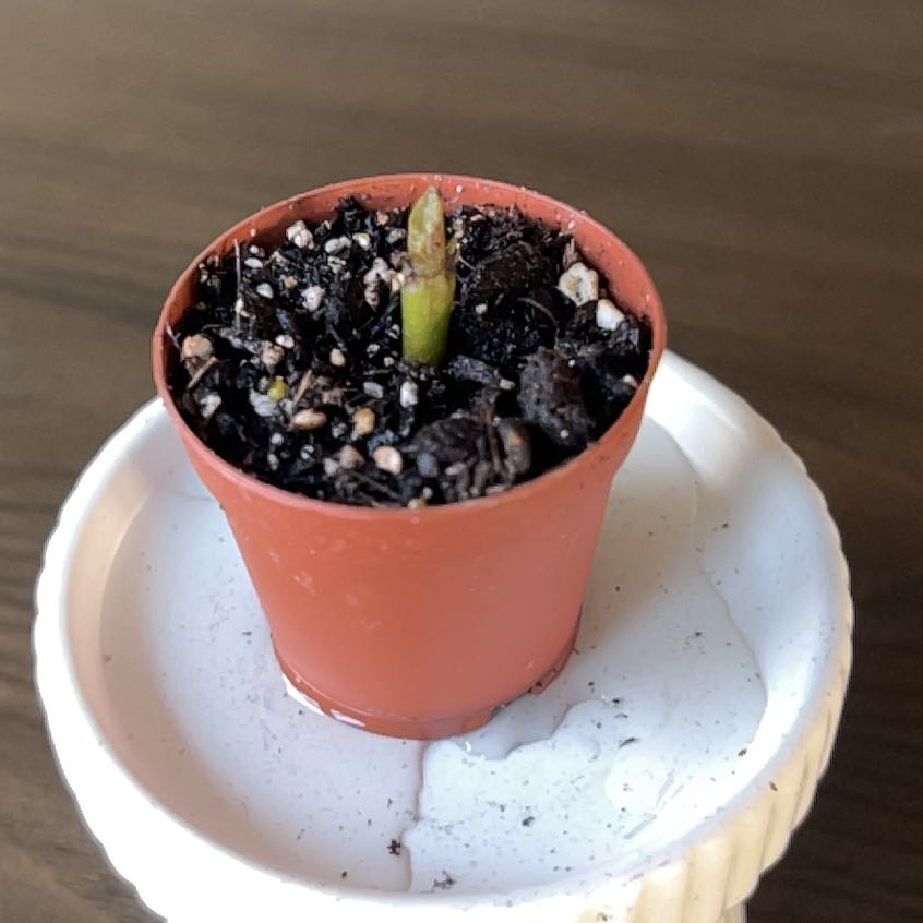 Photo of the plant species Bolivian Sunset by @WittyJerseyfern named Scarlett on Greg, the plant care app