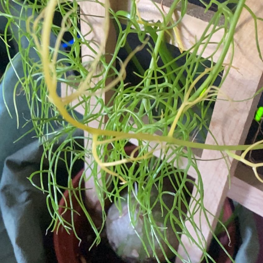 Photo of the plant species Round-Headed Sea Onion by @BossWhiskfern named Homer on Greg, the plant care app