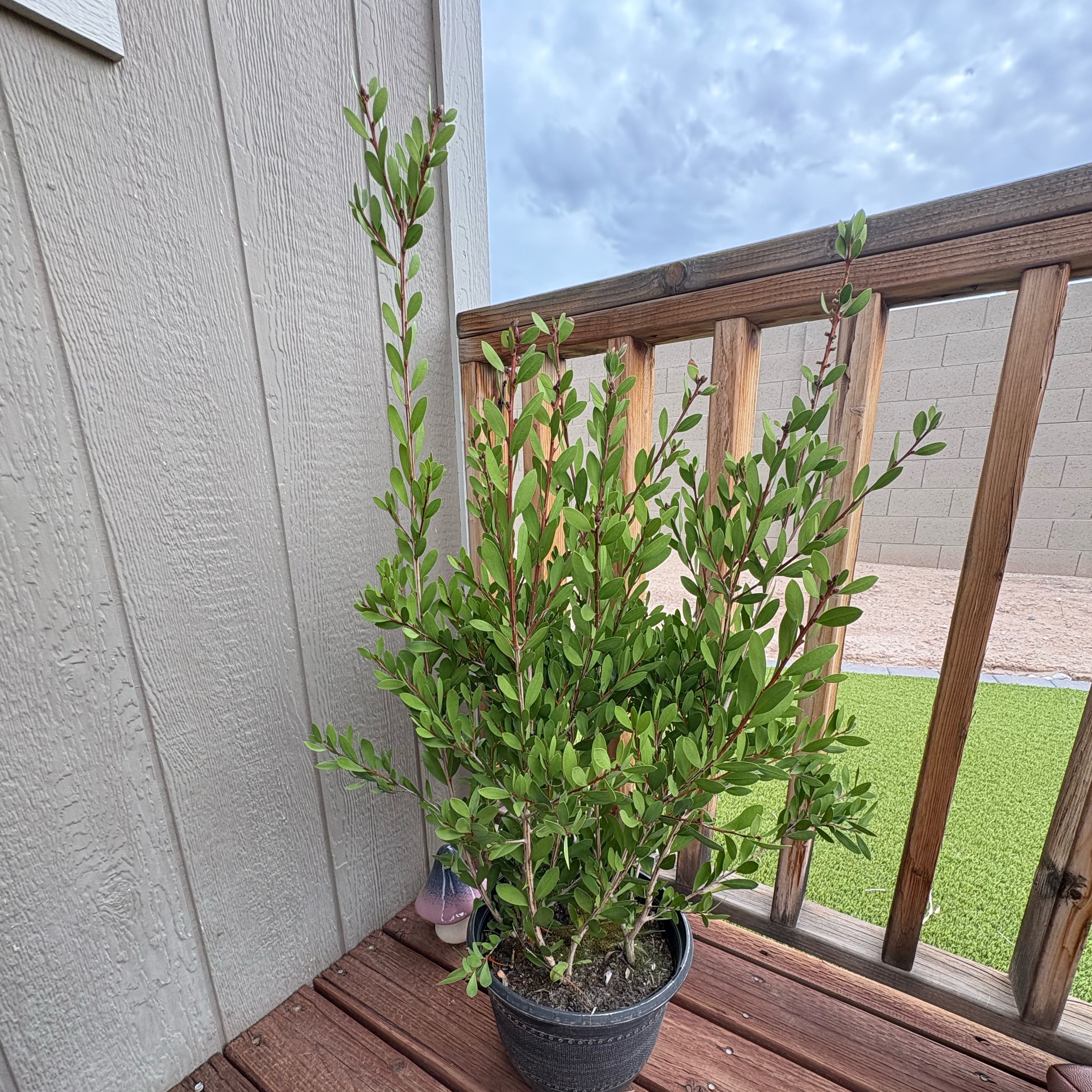 Photo of the plant species Callistemon 'Neon Pink' by @UnflaggingSalsa named da Vinci on Greg, the plant care app